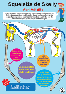 Anatomy Colouring Pony