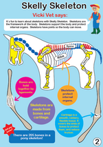 Load image into Gallery viewer, Pony - Anatomy
