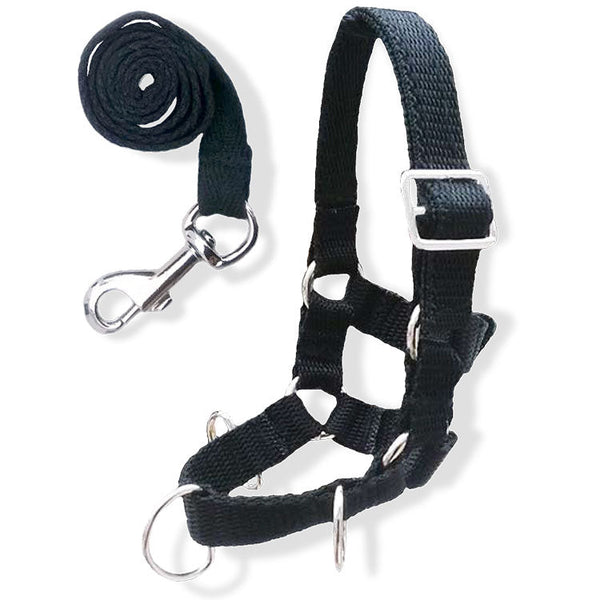 Lunging Set Lunge Set – Crafty Ponies Canada